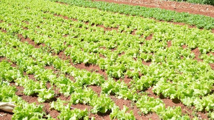 São Paulo Lidera Produção Nacional de Alface - Imagem do artigo original