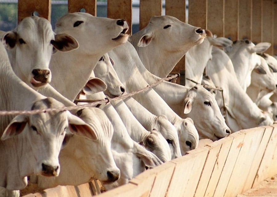 Arroba do Boi Gordo Cai em MS; Veja as Novas Cotações - Imagem do artigo original