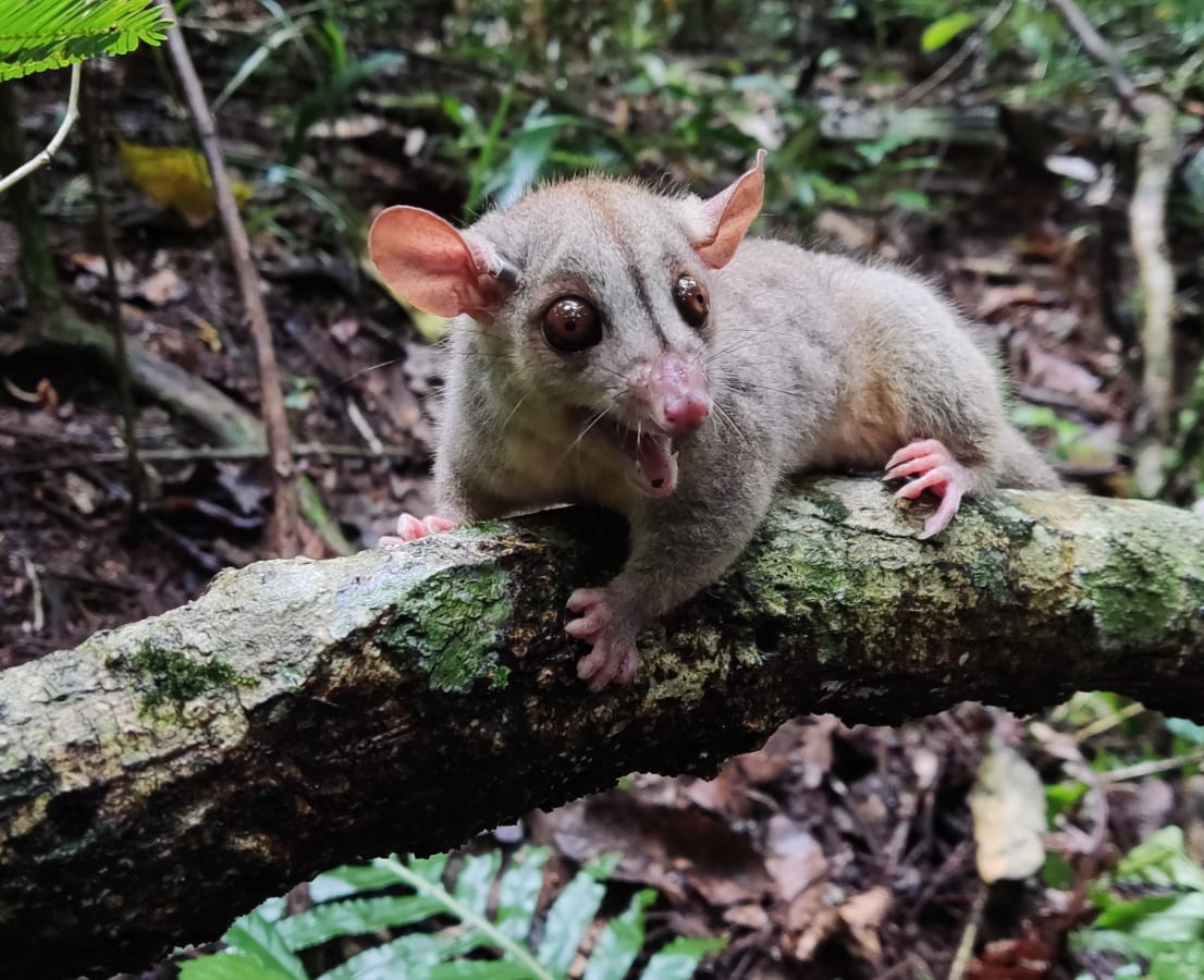 Novas Espécies de Mamíferos São Registradas em Brumadinho - Imagem do artigo original