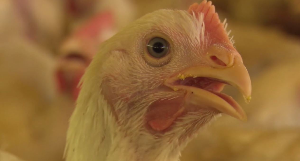 Melhoramento Genético Explica Crescimento Rápido do Frango - Imagem do artigo original