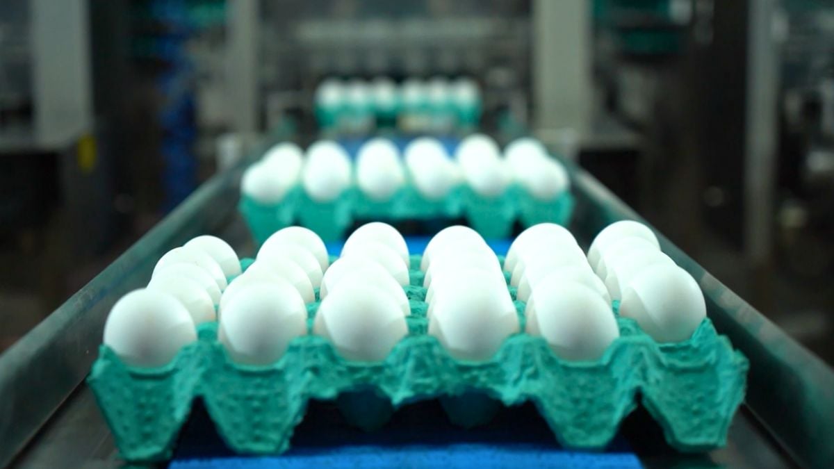 Produção de Ovos em SP Sobe 7% e Fatura R$ 7,2 bi - Imagem do artigo original