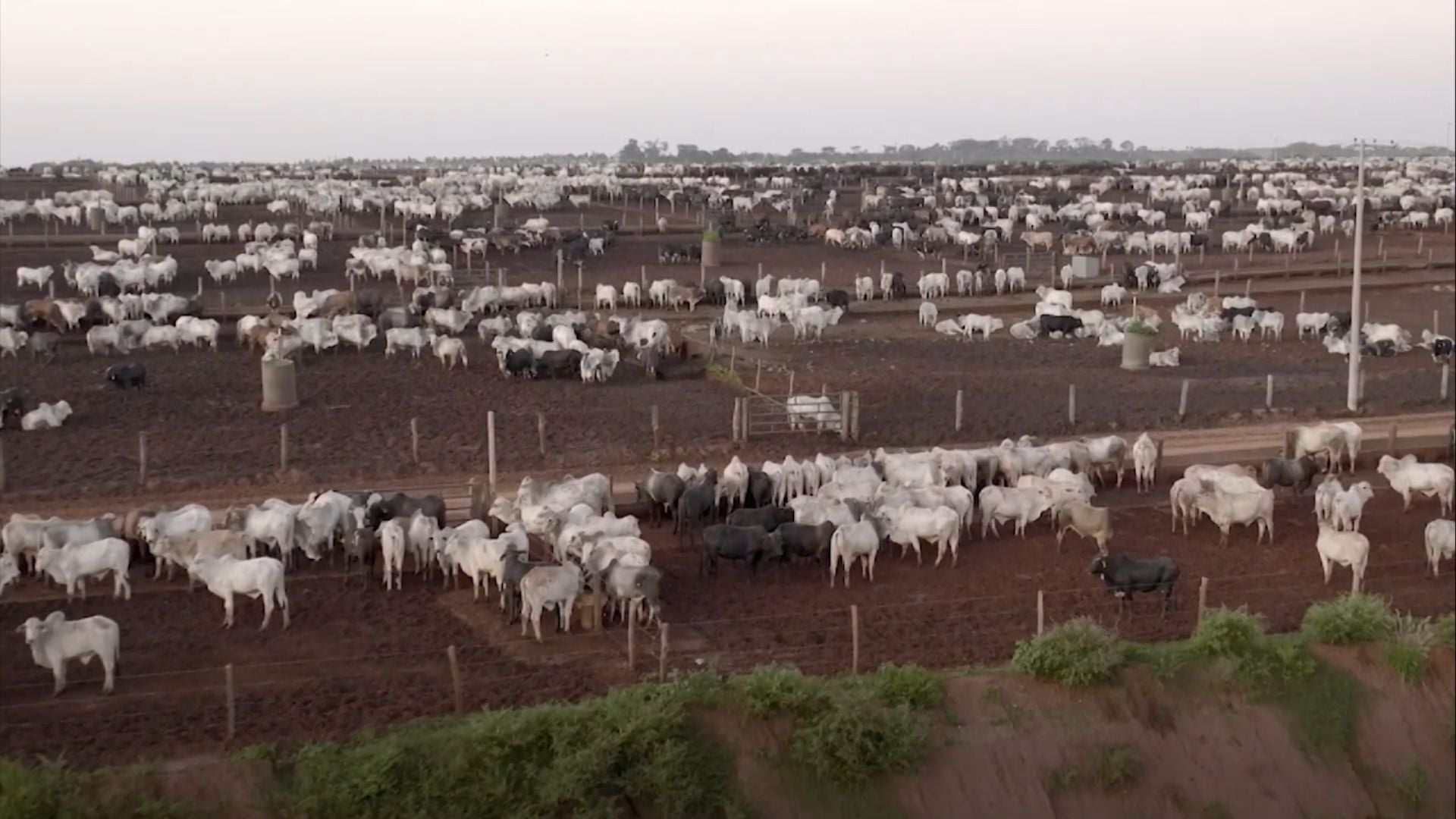 Documentário ‘Um Mundo sem Vacas Brasil’ Exibe Força da Pecuária - Imagem do artigo original