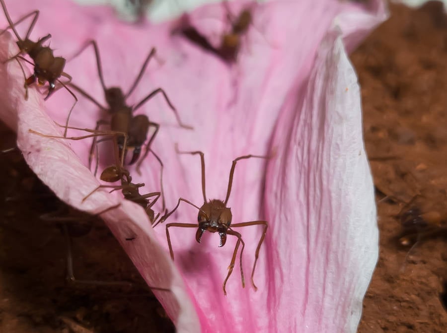 Lixo de Formigueiro Pode Impulsionar Biocombustíveis - Imagem do artigo original