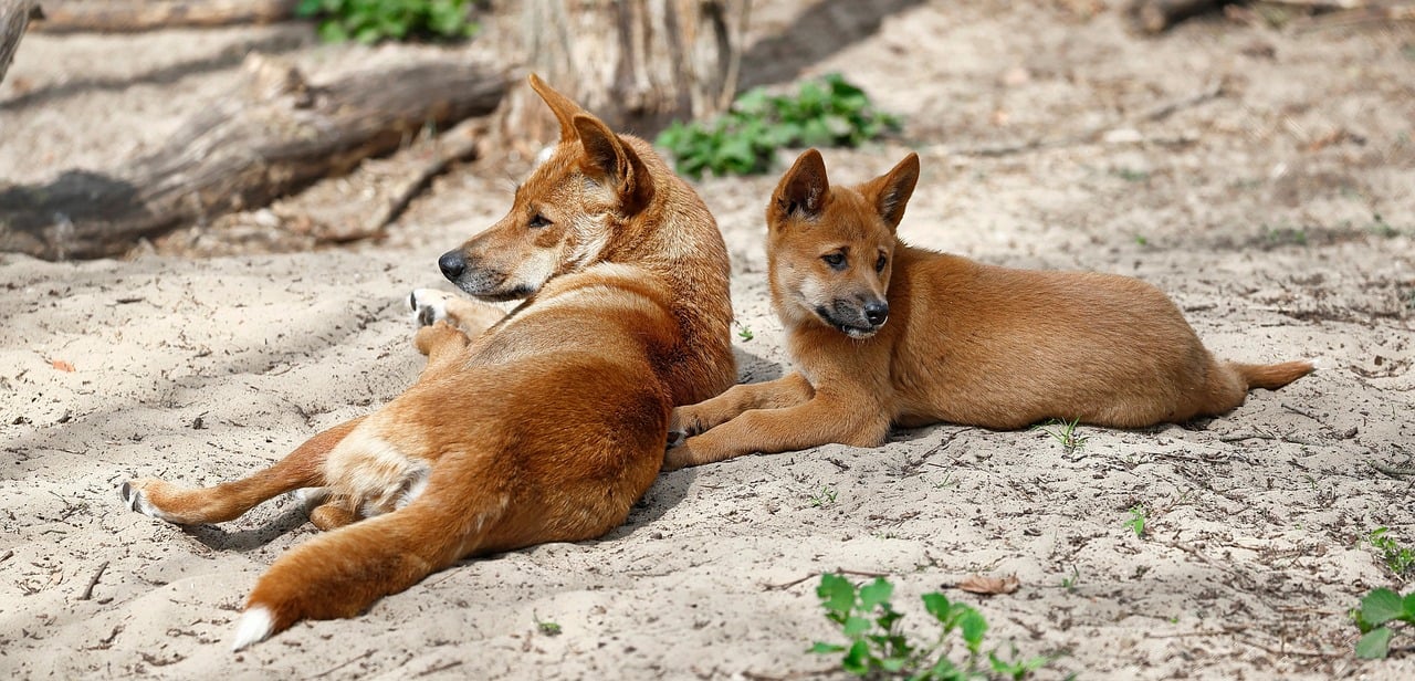 Governo de Queensland Decide Abater Matilha de Dingos - Imagem do artigo original