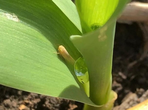 Projeto Sentinela Monitora Cigarrinha no Triângulo Mineiro - Imagem do artigo original