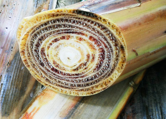 Embrapa Lista 13 Pragas de Risco Ainda Ausentes no Brasil - Imagem do artigo original