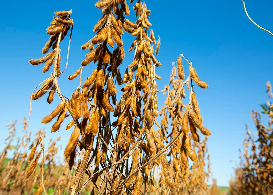 Imagem destacada Visita Técnica Apresenta Pesquisas Sobre Soja em MT