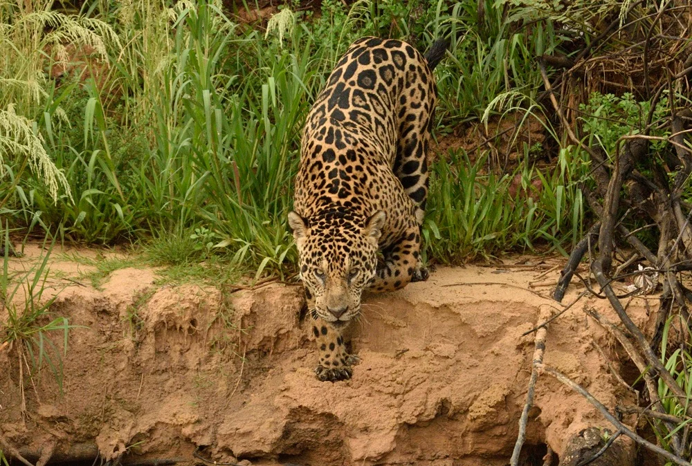 Imagem destacada Pesquisa Usa Câmeras e IA Para Contar Onças Pintadas