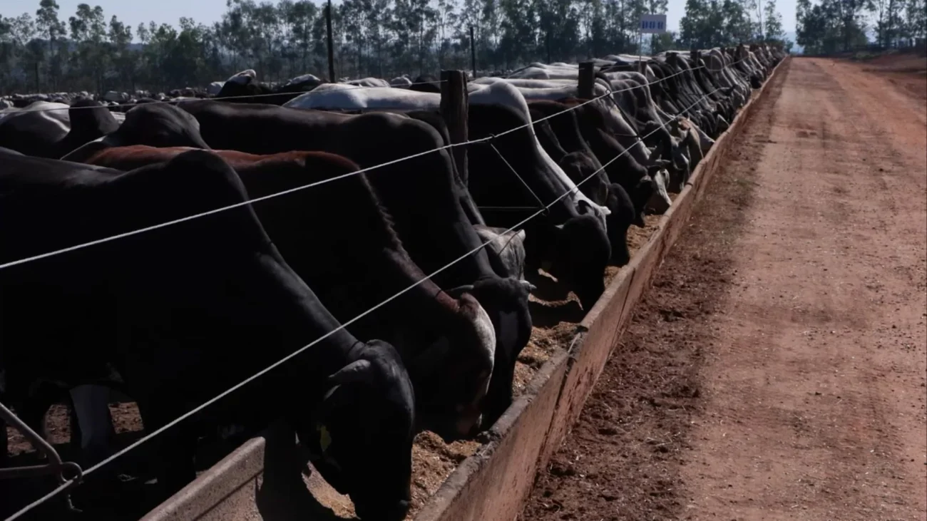 Imagem destacada Confinamento Próprio ou Boitel: Custos e Escala Mínima