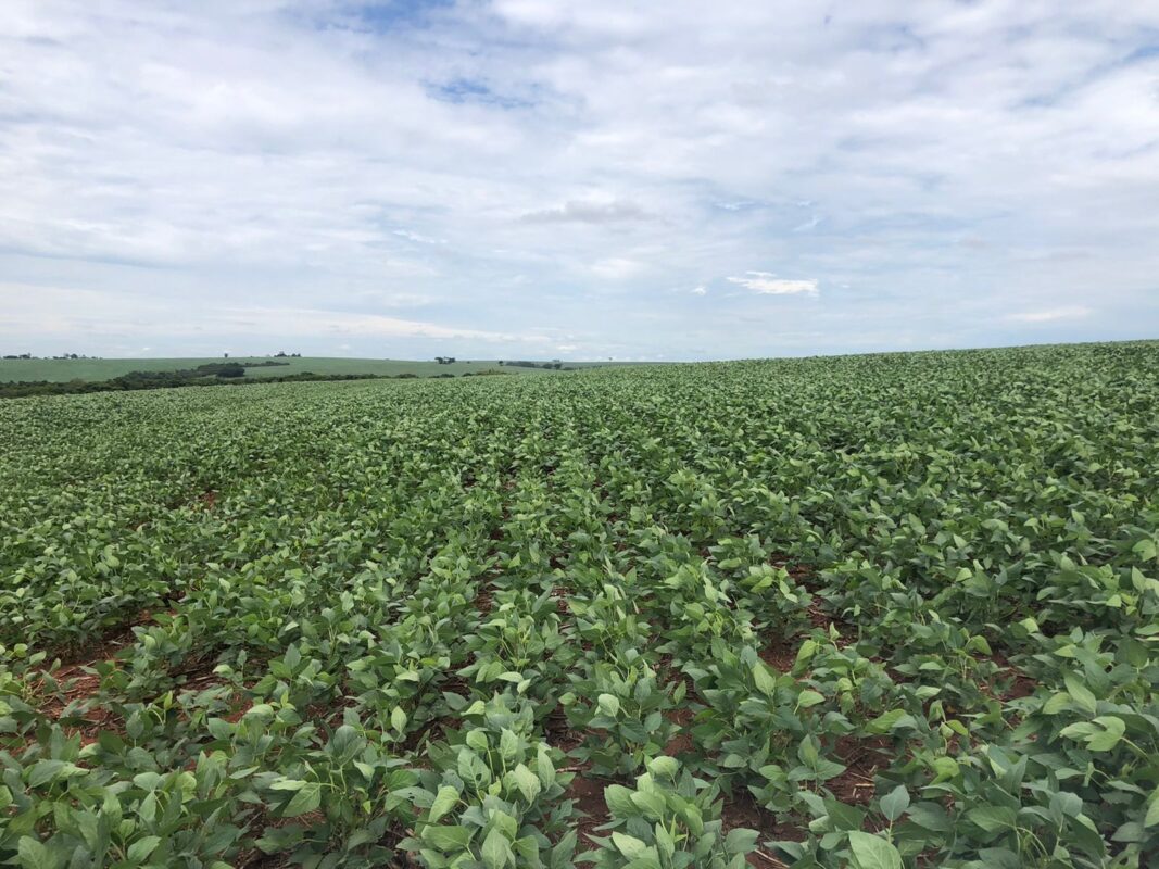 Imagem destacada Paraná Registra % Das Lavouras De Soja Em Bom Estado