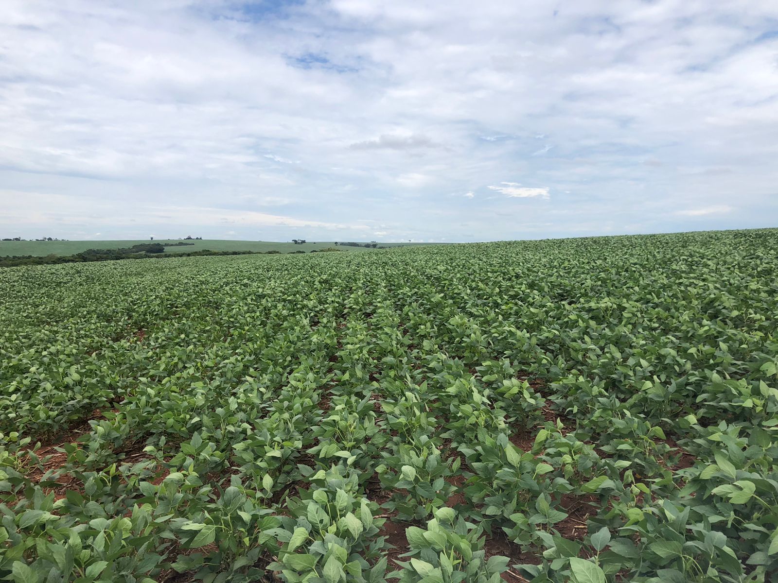 Imagem destacada Paraná Registra % Das Lavouras De Soja Em Bom Estado