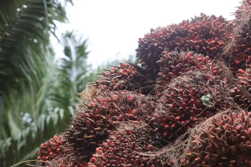 Imagem destacada Produtores Devem Atualizar Cadastro da Palma até de Janeiro