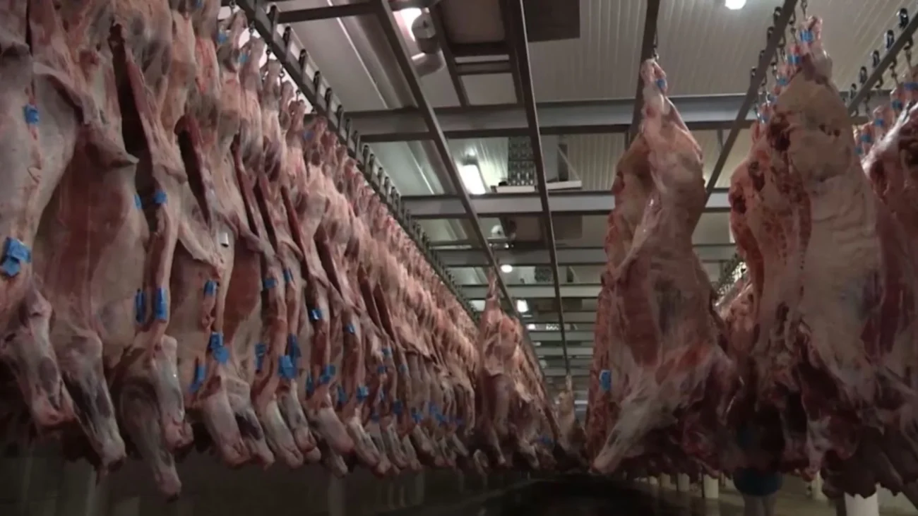 Imagem destacada Recorde de Exportações de Carne Bovina do Brasil em
