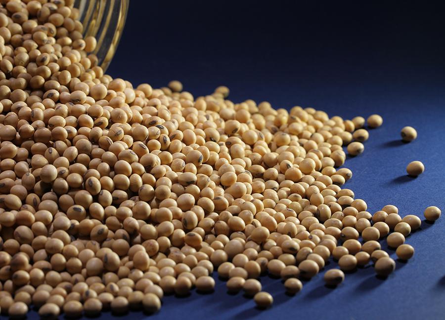 Imagem destacada Chuvas Recuperam Lavouras de Soja em Guaíra, SP