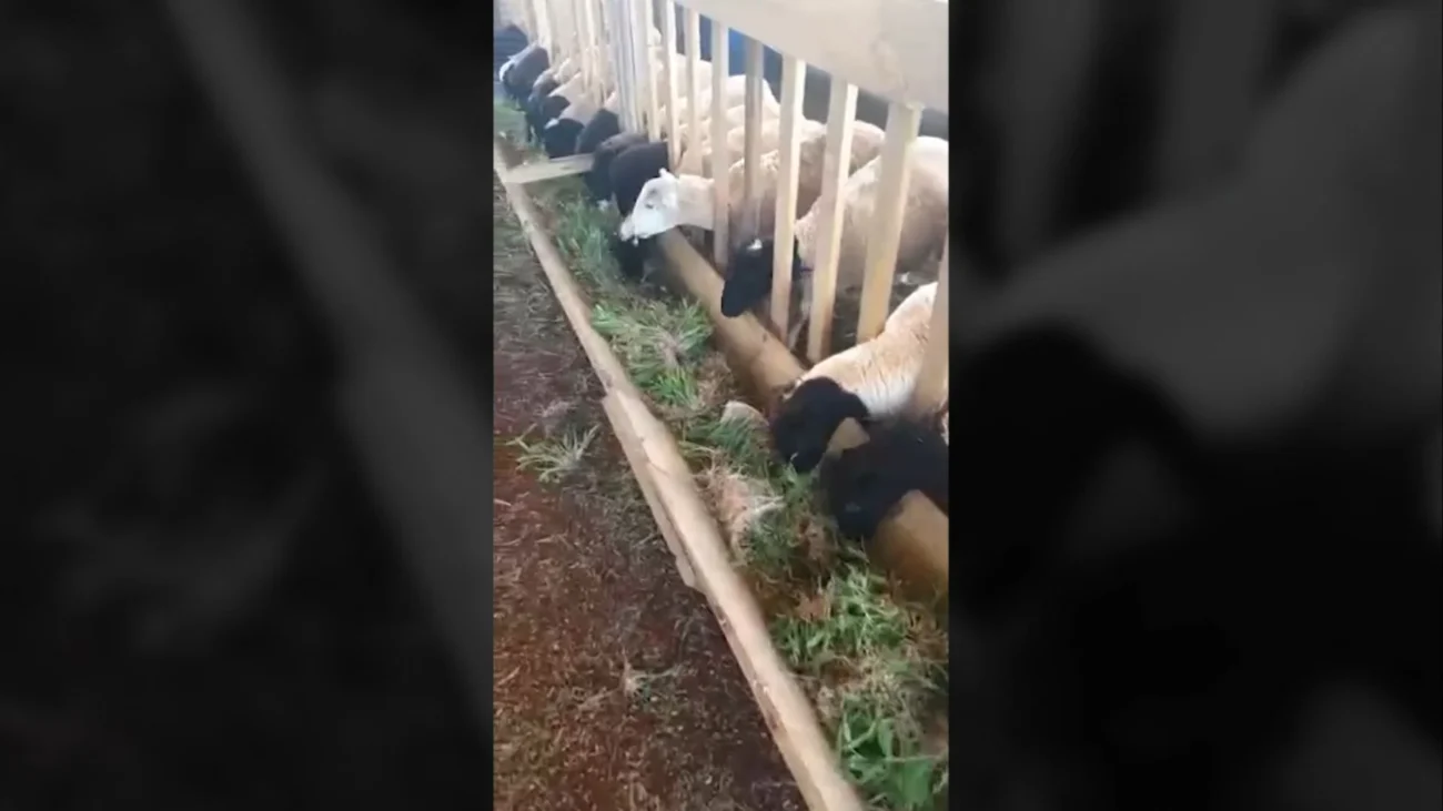 Imagem destacada Forragem Hidropônica Gera Toneladas de Matéria Verde por Dia