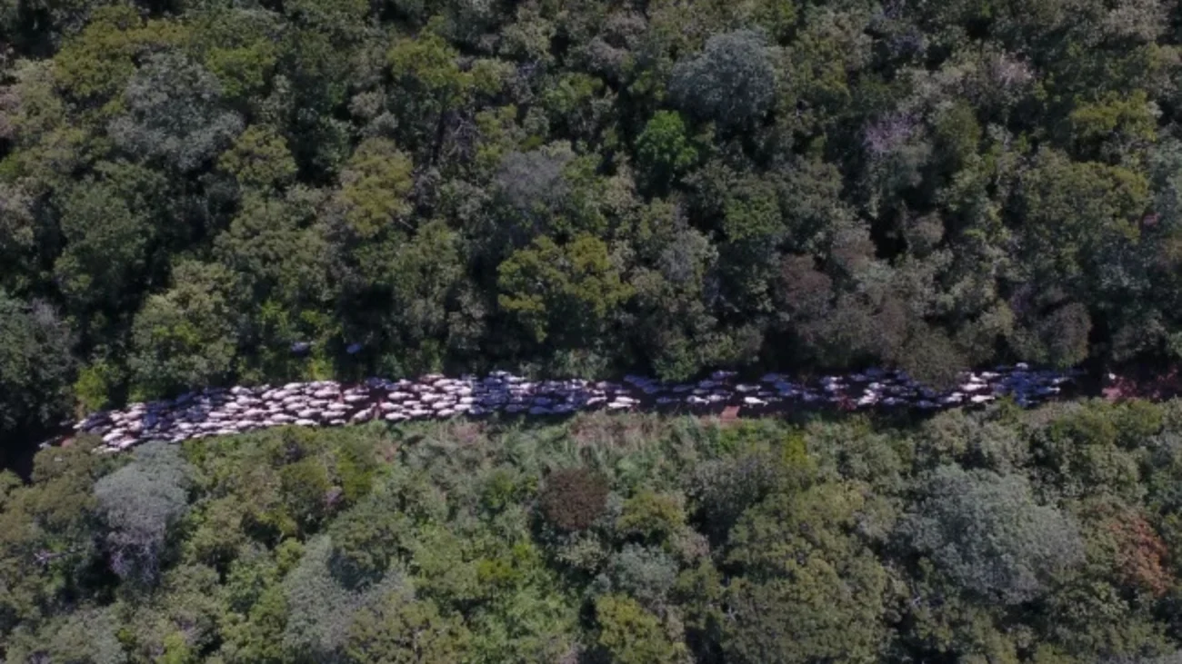 Imagem destacada Plantio de Transgênicos perto de Unidades de Conservação