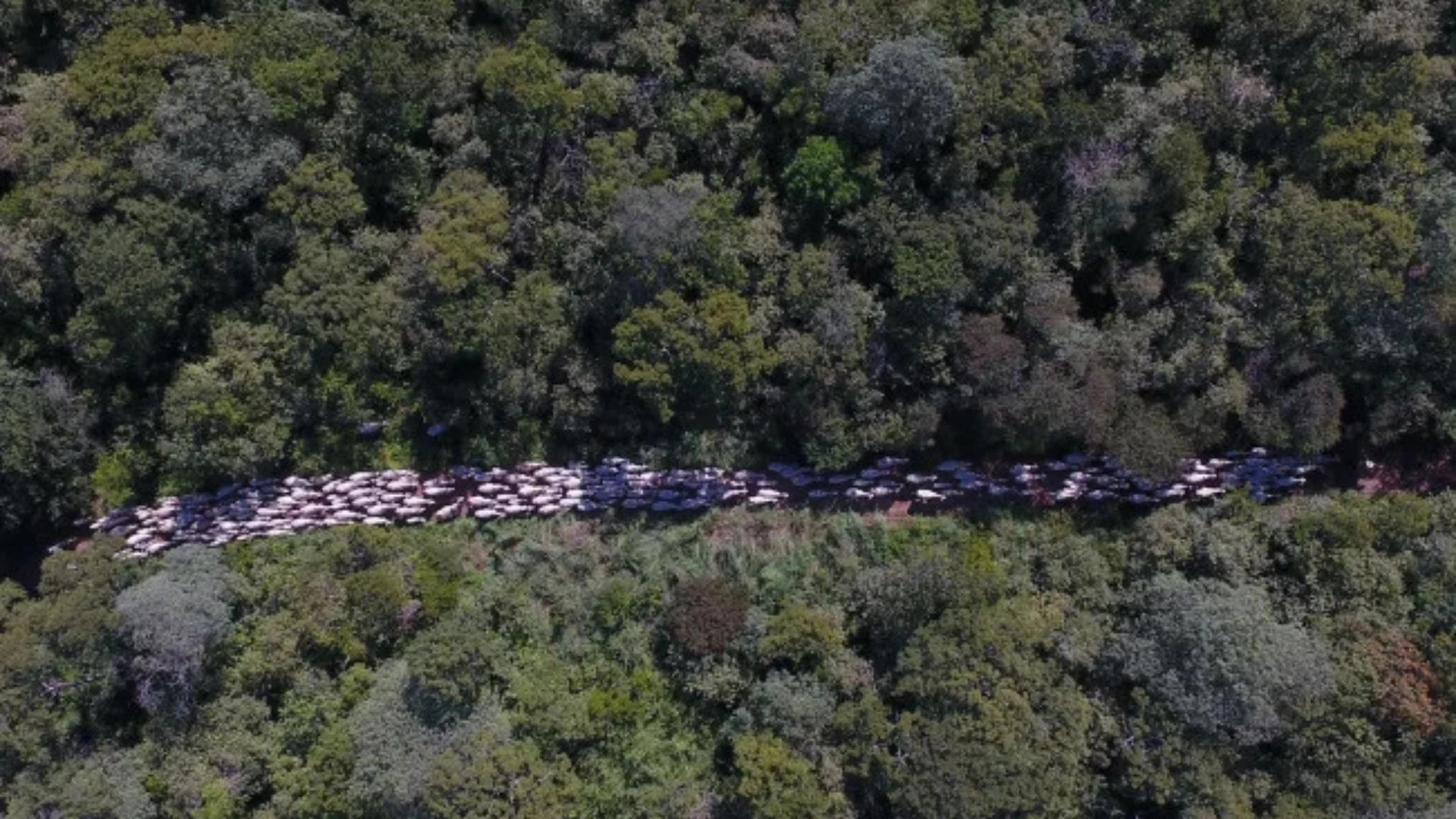 Imagem destacada Plantio de Transgênicos perto de Unidades de Conservação