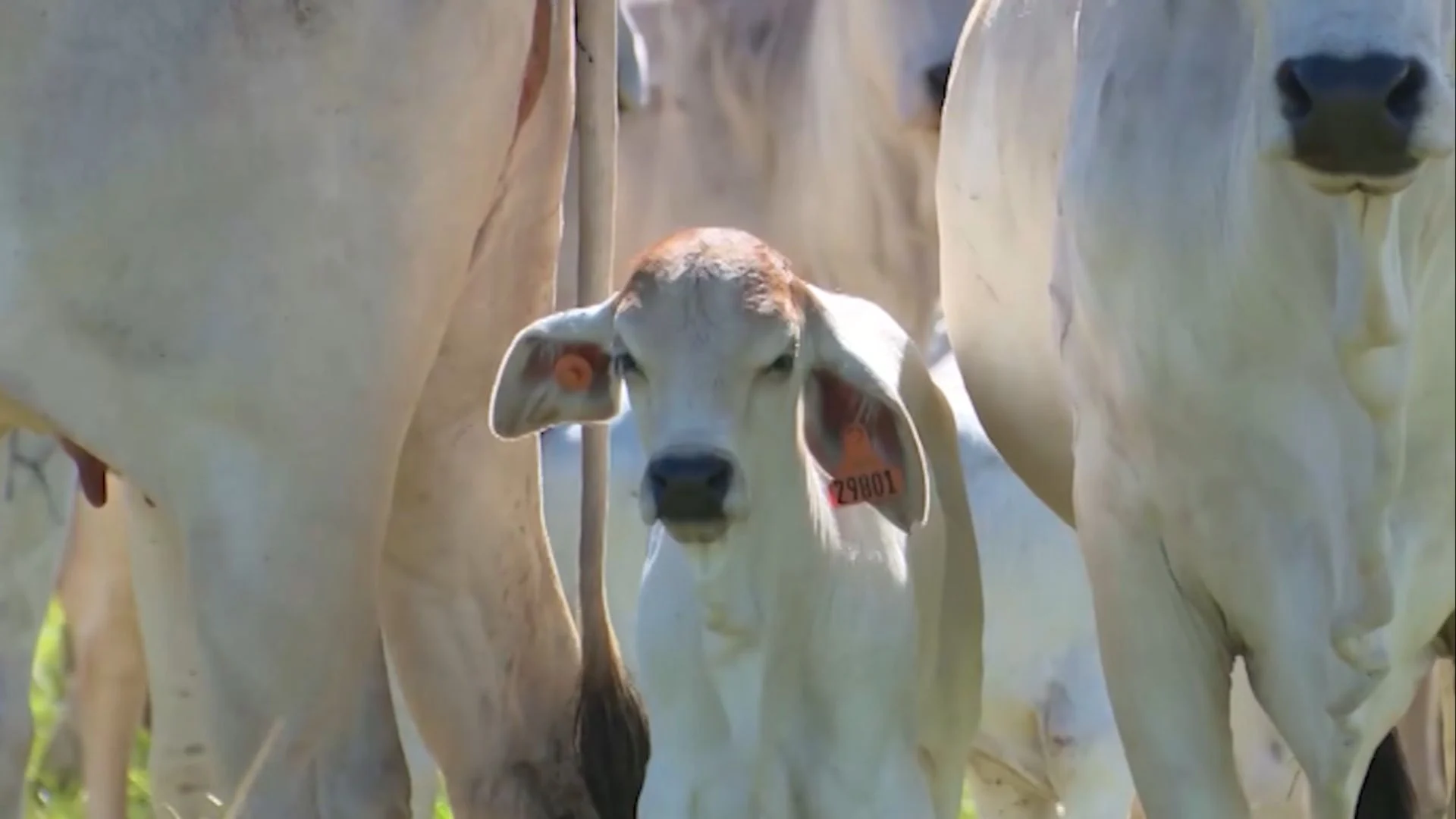 Imagem destacada Planejamento de Pasto Maternidade Reduz Mortalidade no Gado