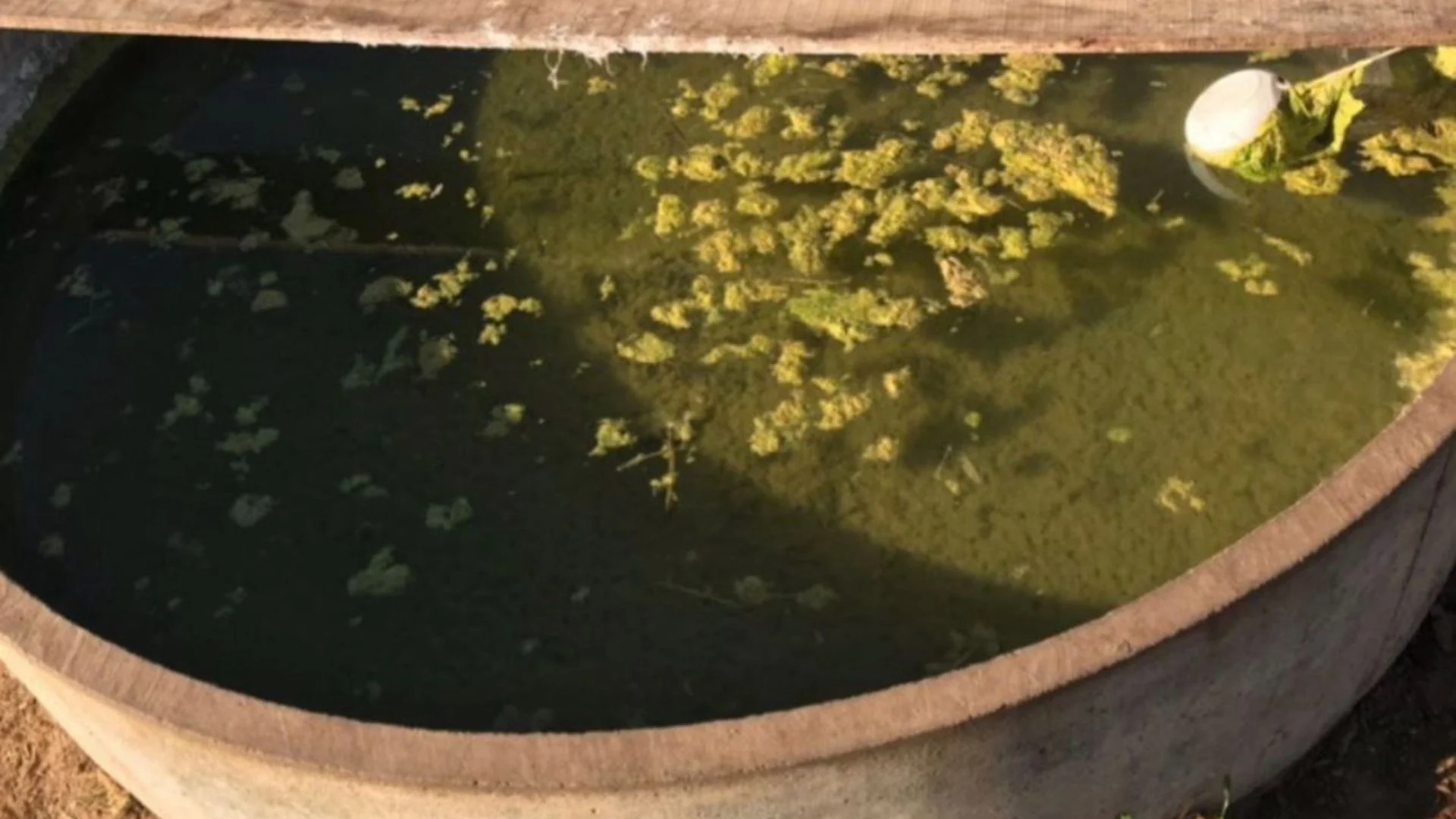 Imagem destacada Lodo em Bebedouros: Cloro e Limpeza Garantem Água ao Gado