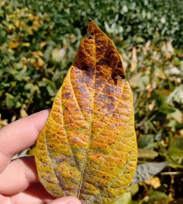 Imagem destacada Cercóspora Pode Reduzir Produtividade da Soja em %