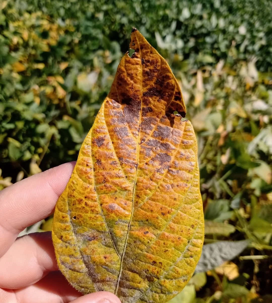 Imagem destacada Cercóspora Pode Reduzir Produtividade da Soja em %