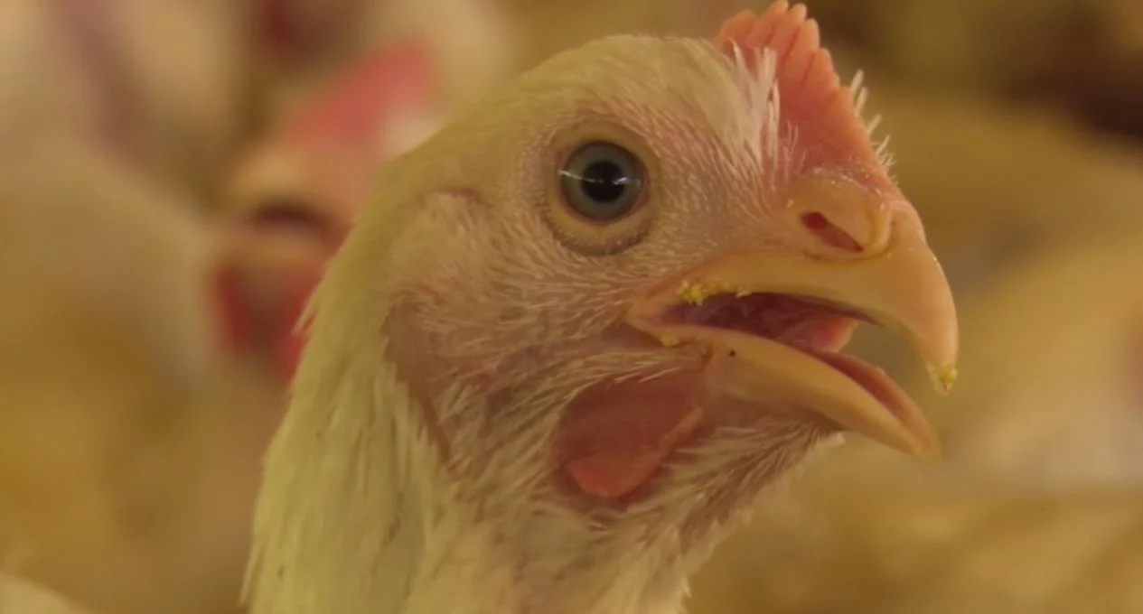 Imagem destacada Melhoramento Genético Explica Crescimento Rápido do Frango