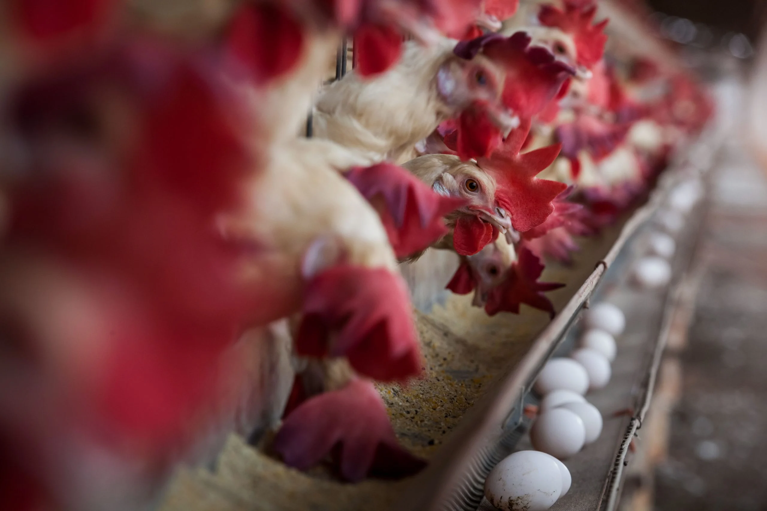 Imagem destacada Bahia Avança na Avicultura e Cresce ,% em