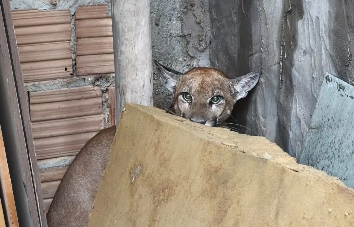 Imagem destacada Onça Parda É Resgatada de Quintal na Bahia