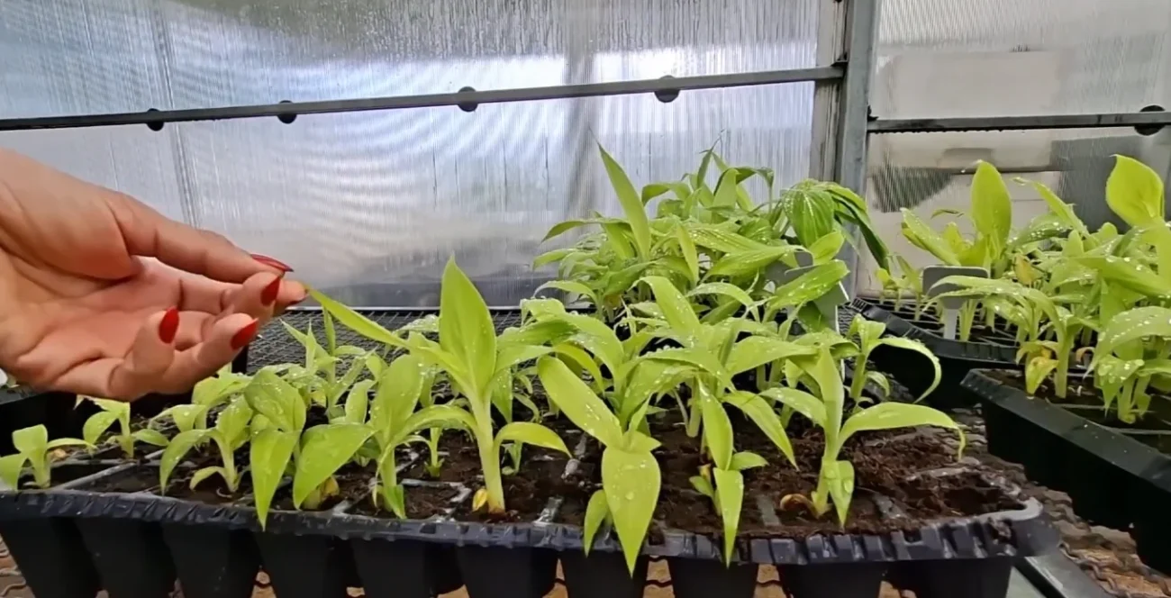 Imagem destacada Mudas Micropropagadas Impulsionam Bananicultura no Amazonas