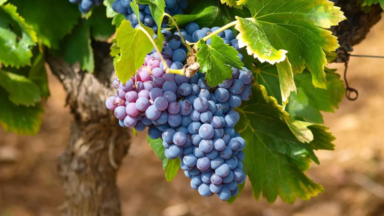 Imagem destacada Safra de Uva no RS Pode Ultrapassar Mil t, Diz Emater