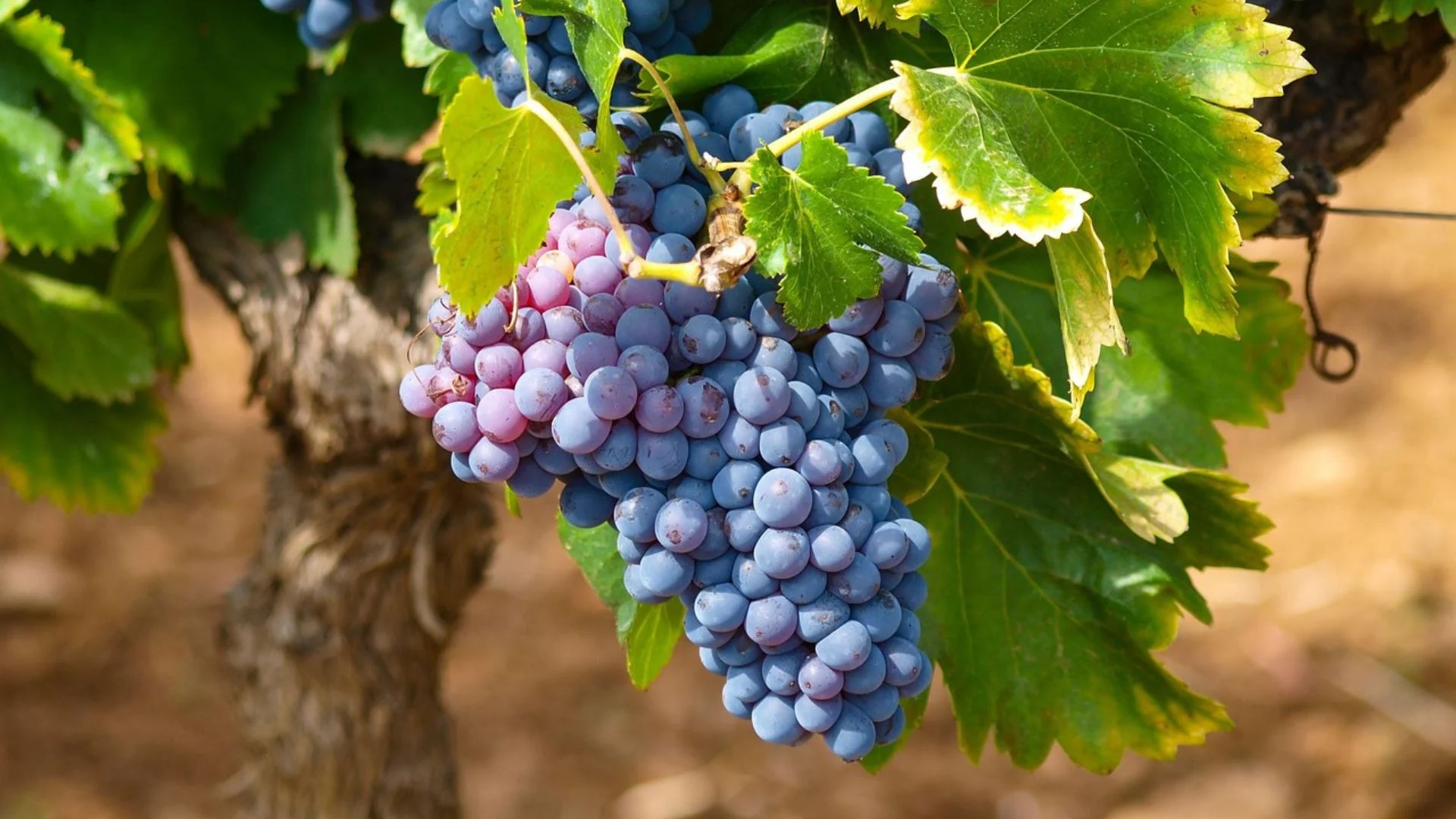 Imagem destacada Safra de Uva no RS Pode Ultrapassar Mil t, Diz Emater