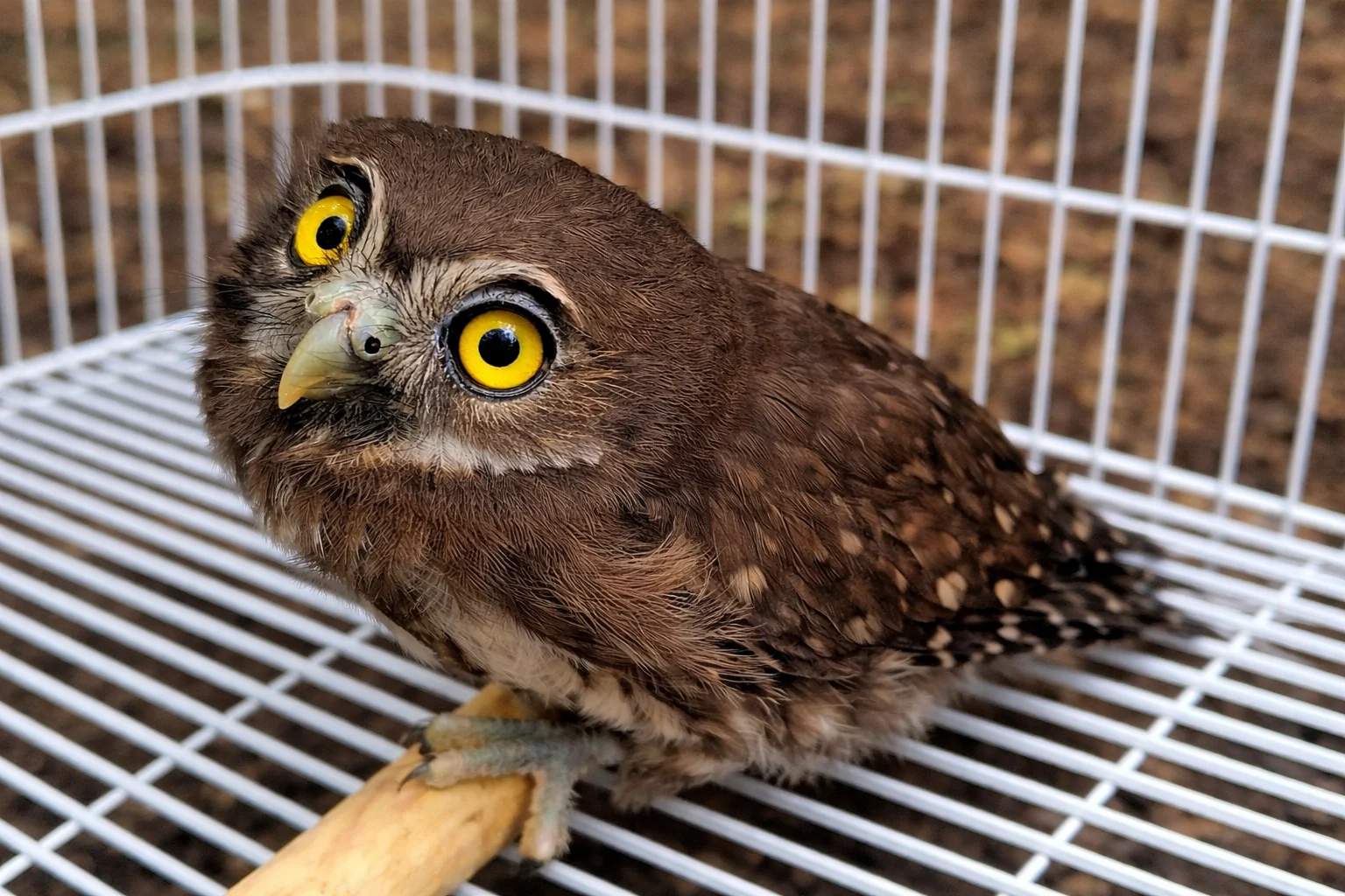Imagem destacada Corujinha Caburé é Solta Após Reabilitação em Cetas