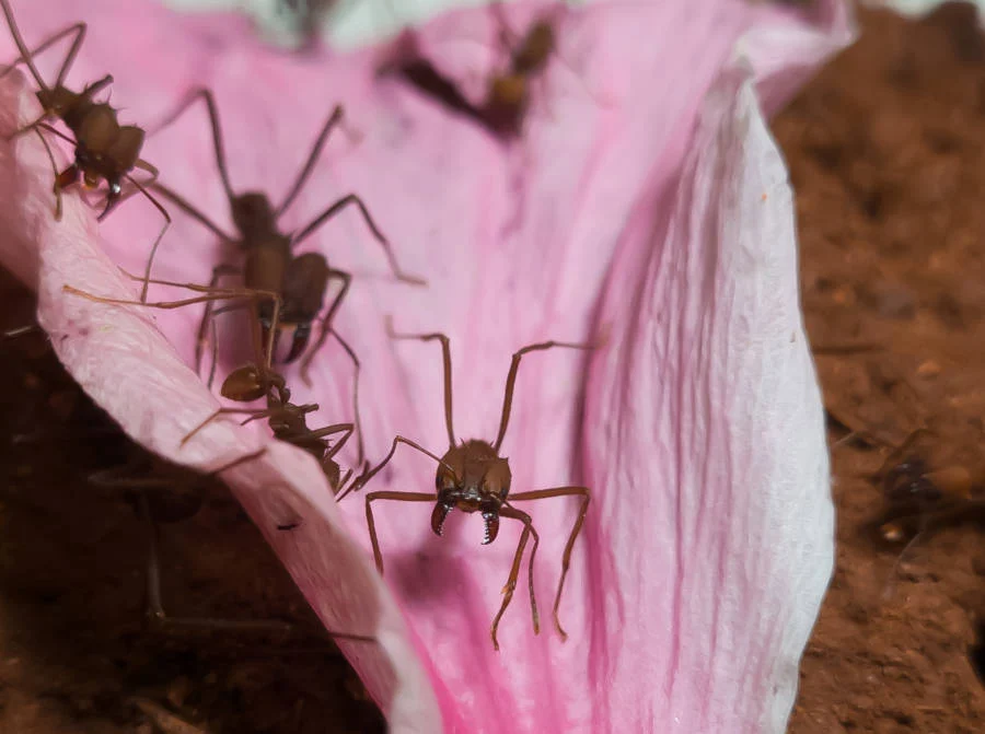 Imagem destacada Lixo de Formigueiro Pode Impulsionar Biocombustíveis