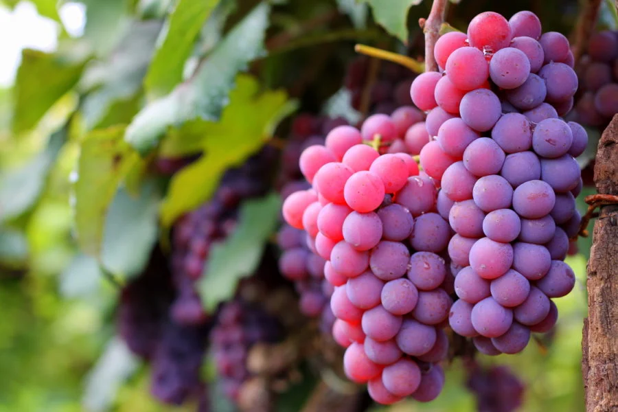 Imagem destacada Dupla Poda Revela Nove Novas Cultivares de Uva no Brasil