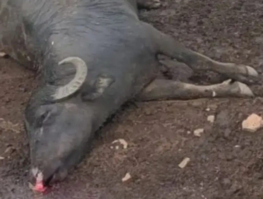 Imagem destacada Raio Mata Sete Búfalos em São Joaquim (SC)