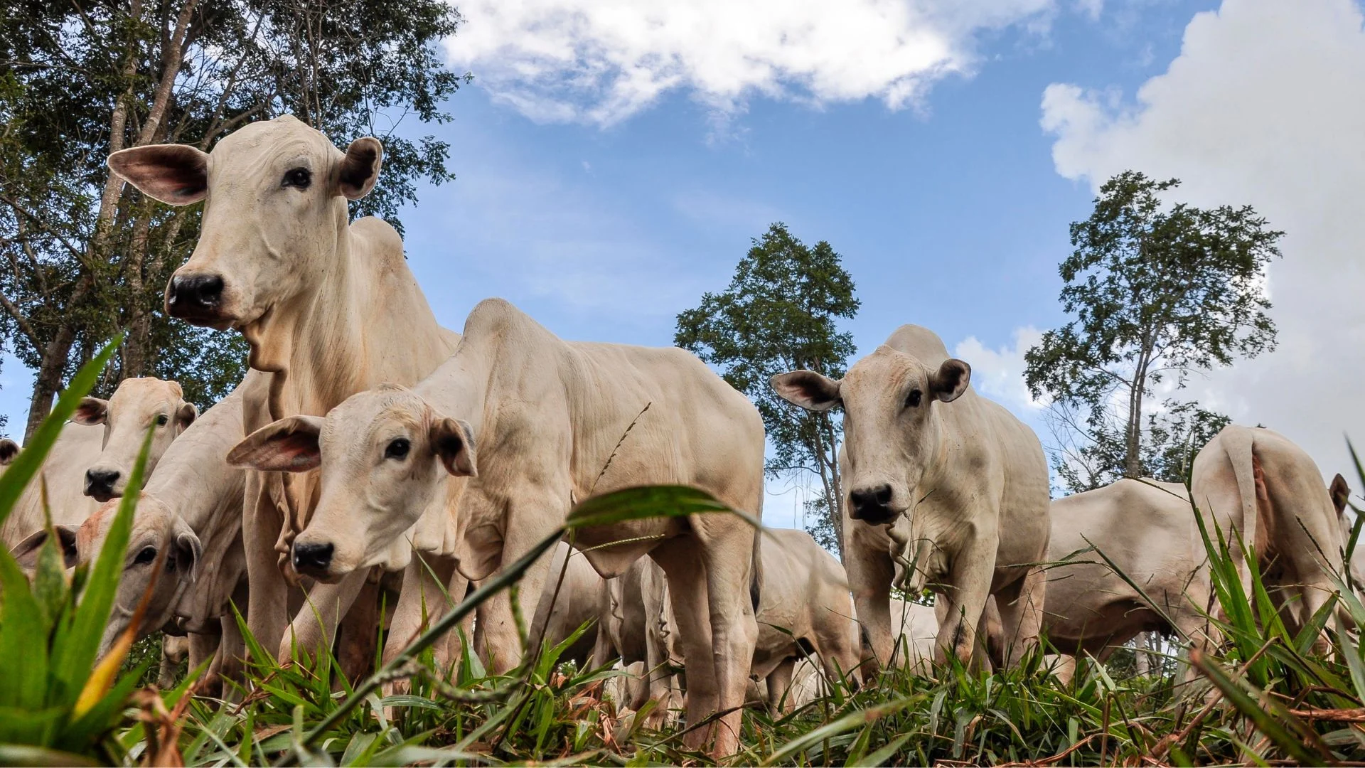 Imagem destacada Abate de Gado Orgânico Sobe % em Mato Grosso do Sul