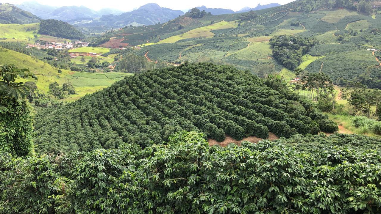 Imagem destacada Mercado de Café Oscila no Início de