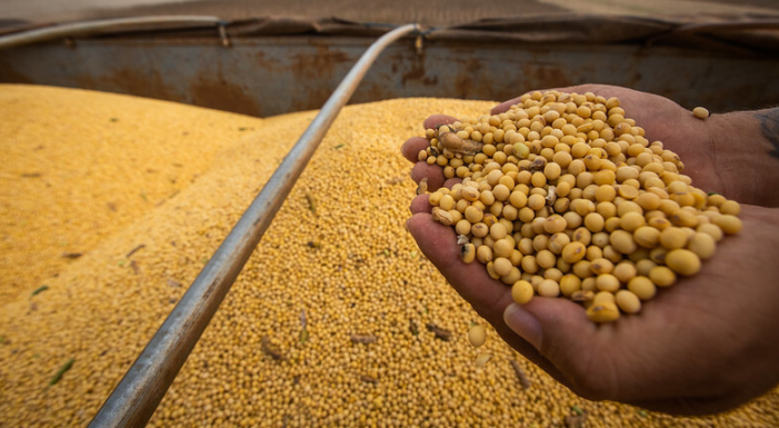 Queda da Soja em Janeiro Com Safra Recorde e Real Forte - Imagem do artigo original