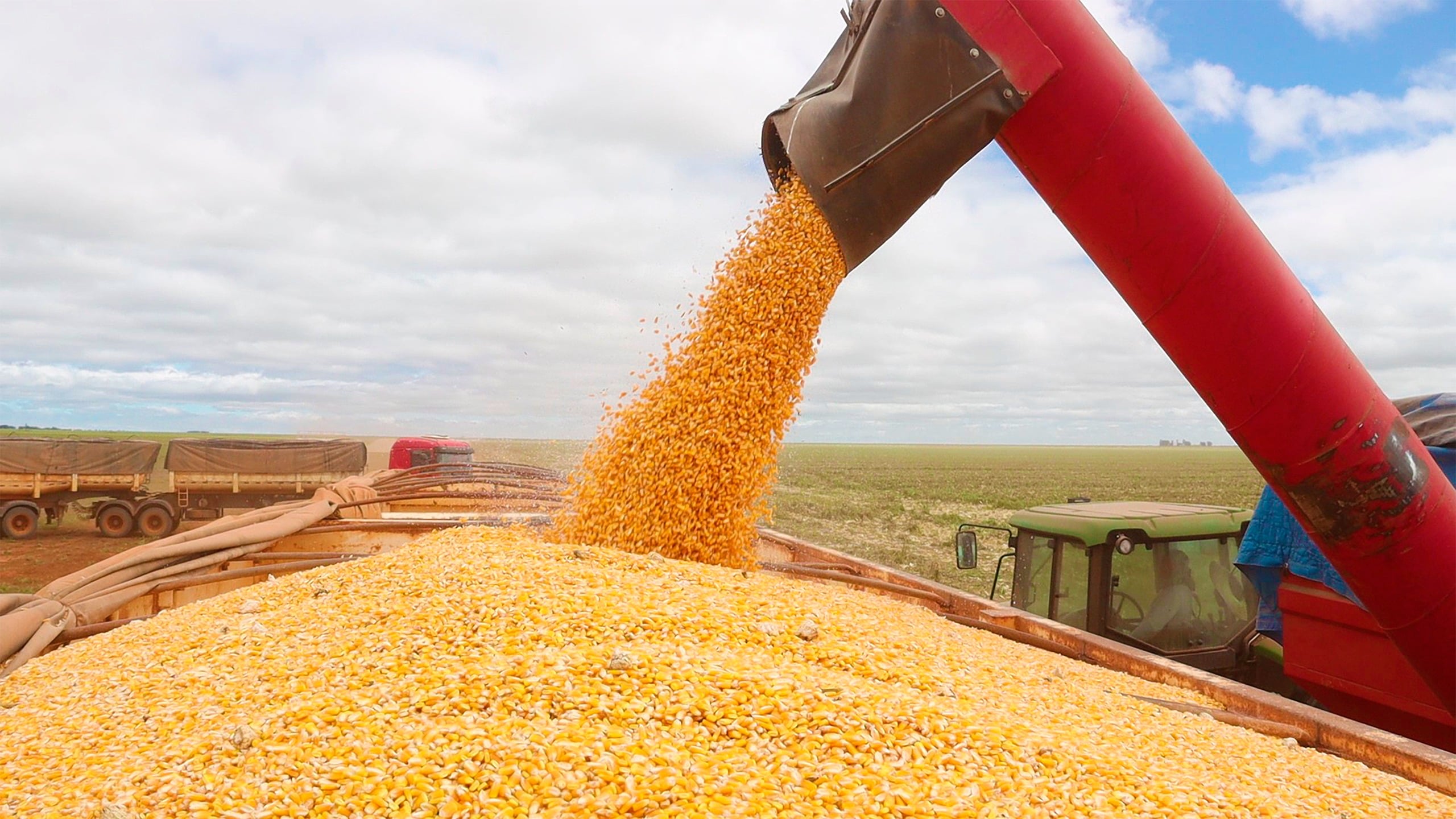 Preço do Milho Cai ao Menor Patamar Desde 2025 - Imagem do artigo original