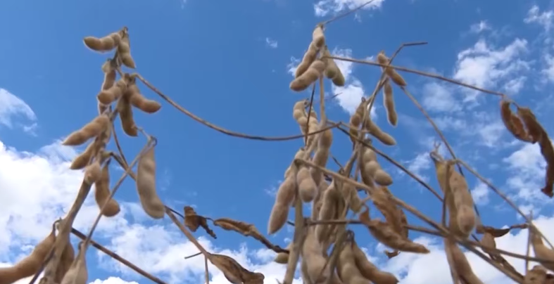 Preços da Soja Recuam na 1ª Segunda de Fevereiro - Imagem do artigo original