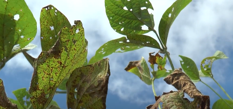 Brasil Registra 144 Casos de Ferrugem Asiática na Soja - Imagem do artigo original
