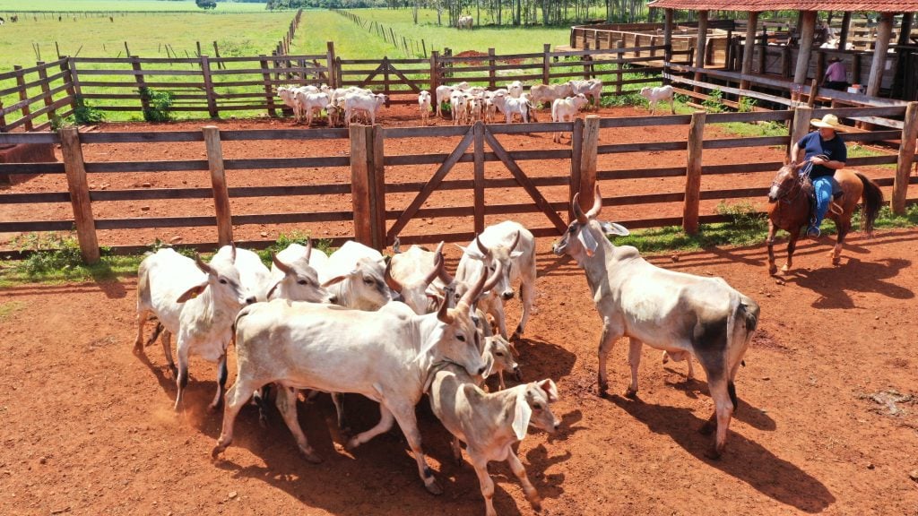 São Paulo Lança Programa de Melhoramento do Guzerá - Imagem do artigo original
