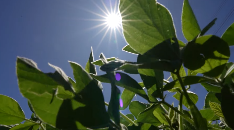 Colheita de Soja no PR Atinge 14% e Milho 10% - Imagem do artigo original