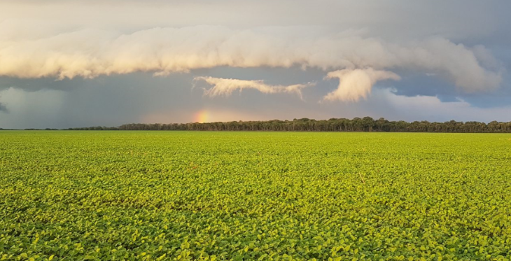 Preços da Soja Sobem Após Trump Indicar Mais Compras Chinesas - Imagem do artigo original