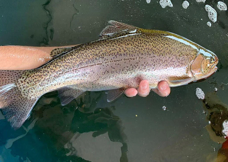 Imagem destacada Ração Sob Medida Eleva Produção De Truta E Corta Custos