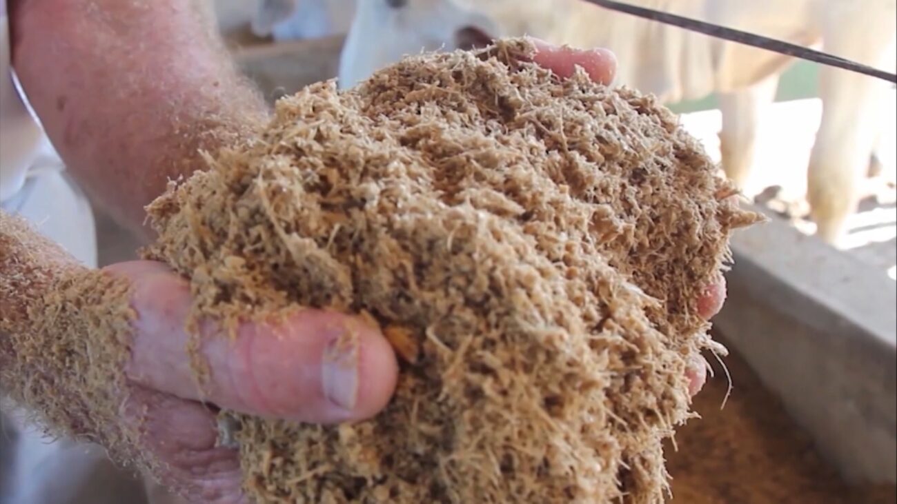 Imagem destacada Soja Crua Exige Cuidados na Dieta do Gado, Diz Zootecnista