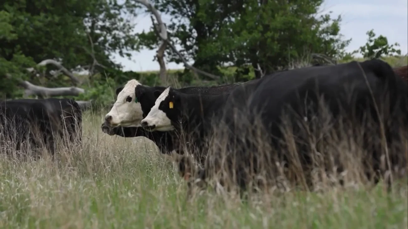 Imagem destacada Cruzamento Black Simental Nelore Impulsiona Carne Premium