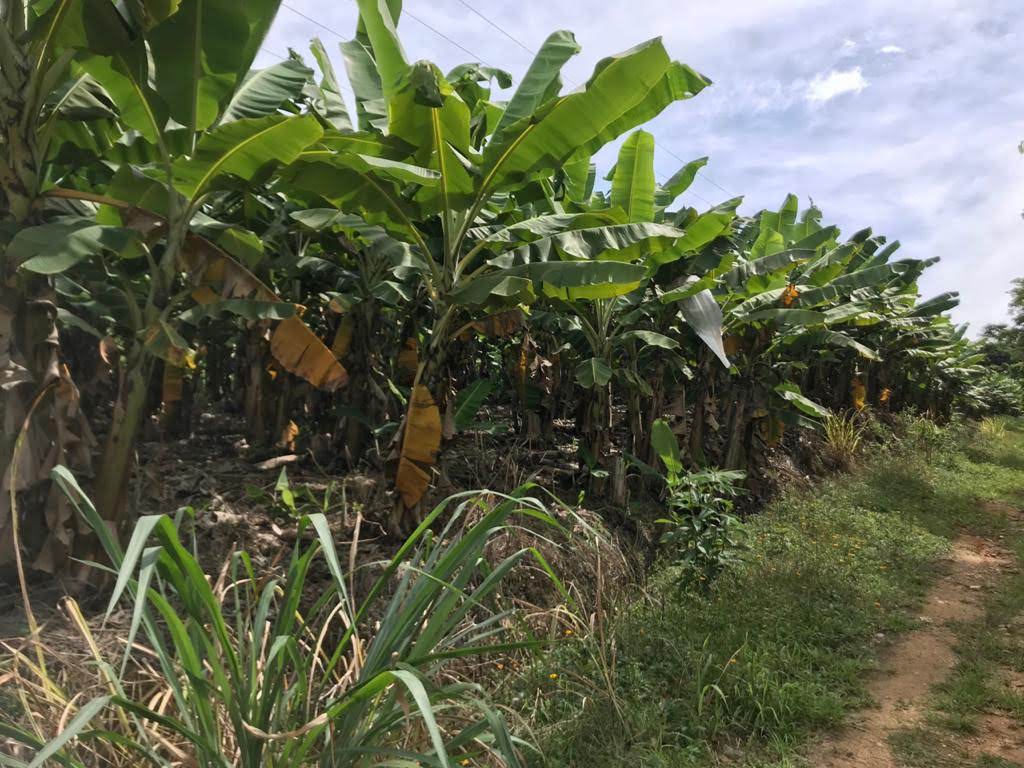Imagem destacada Satélites Mapeiam Banana e Pupunha e Apoiam Agricultores