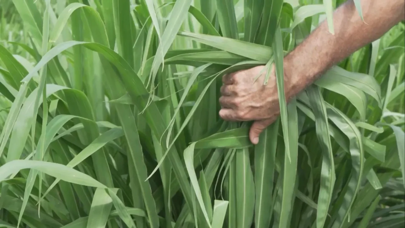 Imagem destacada Capim Zuri Requer Adubação Intensa em Solo Arenoso