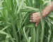 Imagem destacada Capim Zuri Requer Adubação Intensa em Solo Arenoso